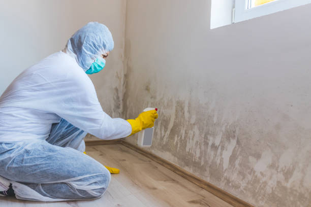 Licensed Mold Removal service in Moon, VA - WQB Mold Removal