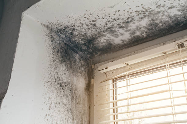 Affordable Mold Removal solutions in Moon, VA